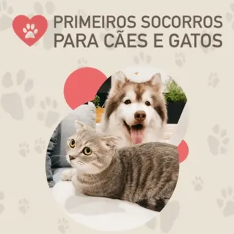 primeiros socorros para caes e gatos